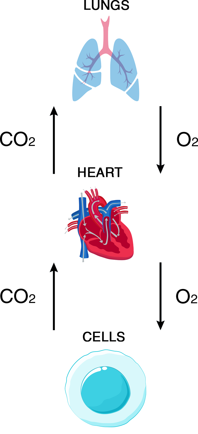 Cardio Metabolic Disease Diagram